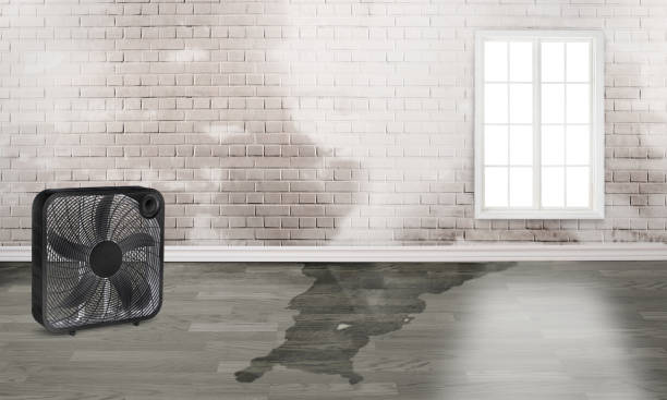 Best Professional water damage repair  in Finneytown, OH
